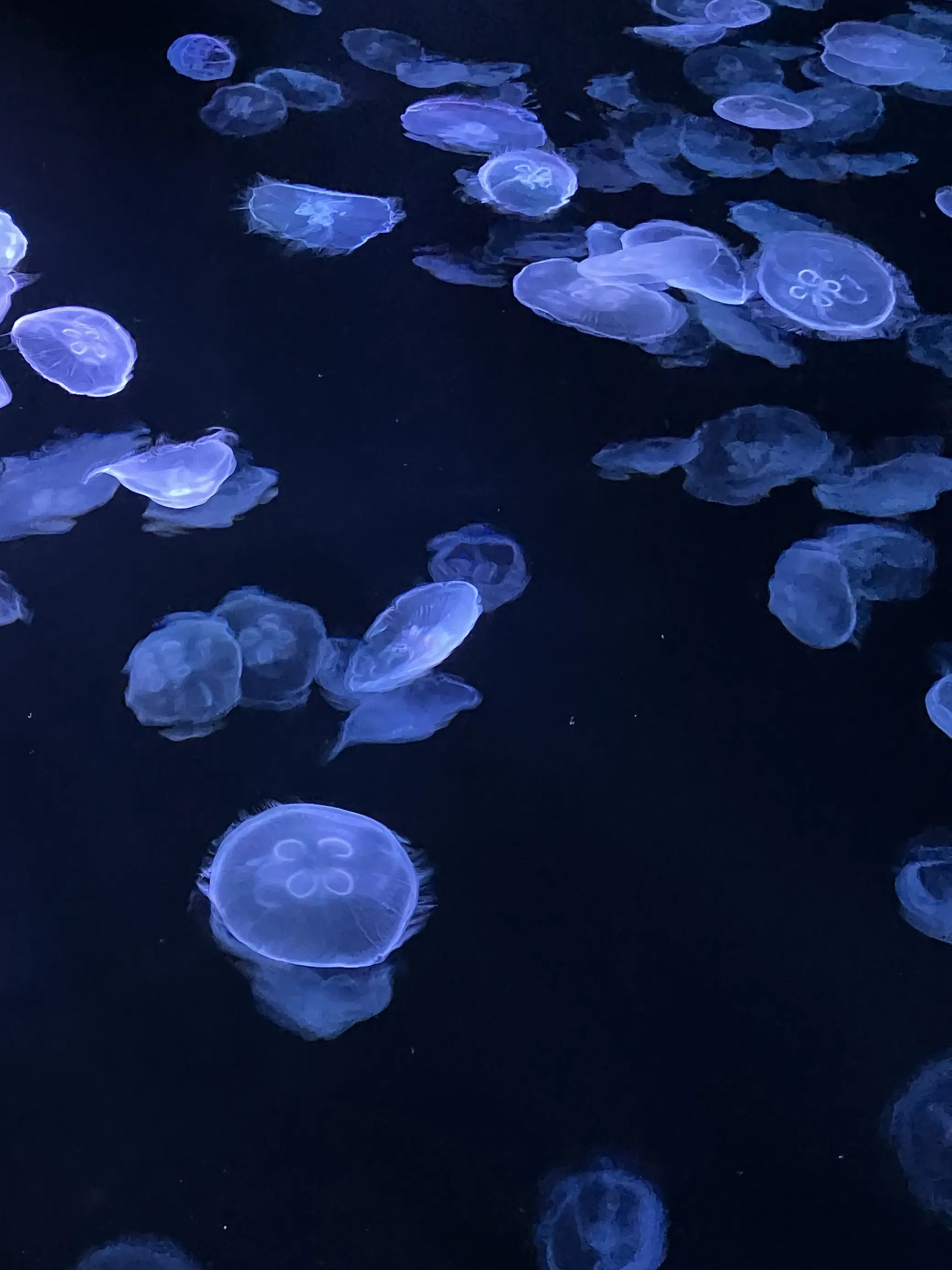 nginga_의 避暑地の海の家にて