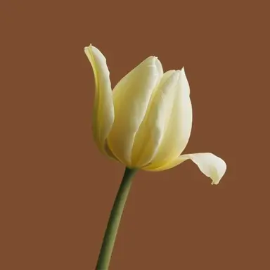 Profile image of 준브레드