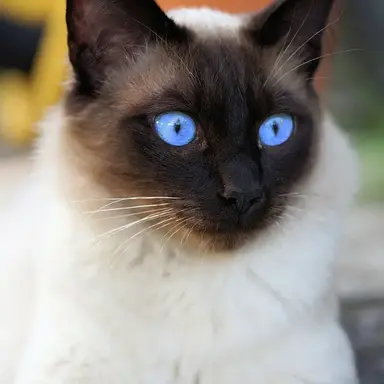 Profile image of Simon