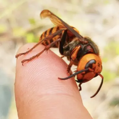 Profile image of 장수말벌