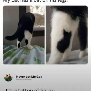 Profile image of Draco