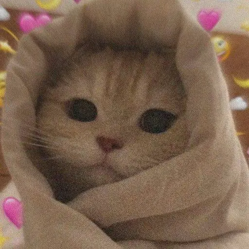 BoredMole8070의 고양이