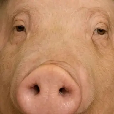 Profile image of ドゥジ
