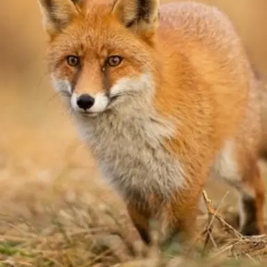 Profile image of 여우