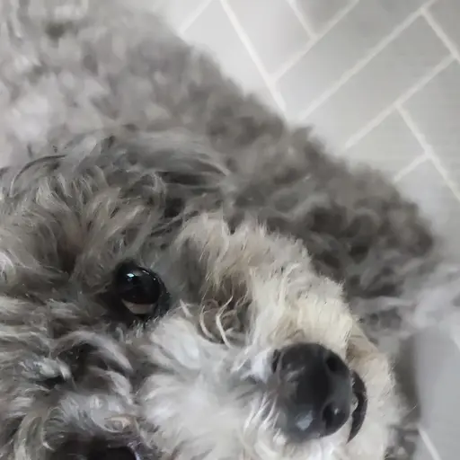 Nahi_gae의 다우닝