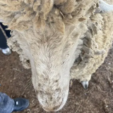 Profile image of Megan