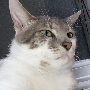 Profile image of Lara
