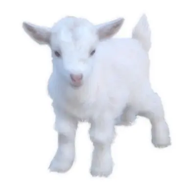 Profile image of ピ・ミンフ