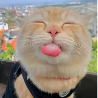 Profile image of 김메롱