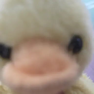 Profile image of 쿠아