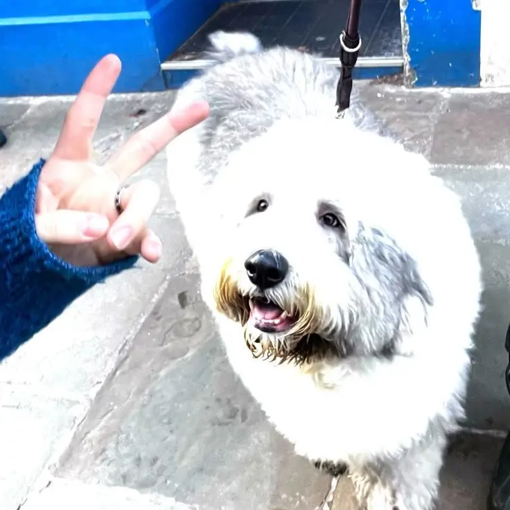 BriskGame9255의 연애