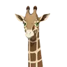 Profile image of キリン