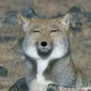 Profile image of 여우