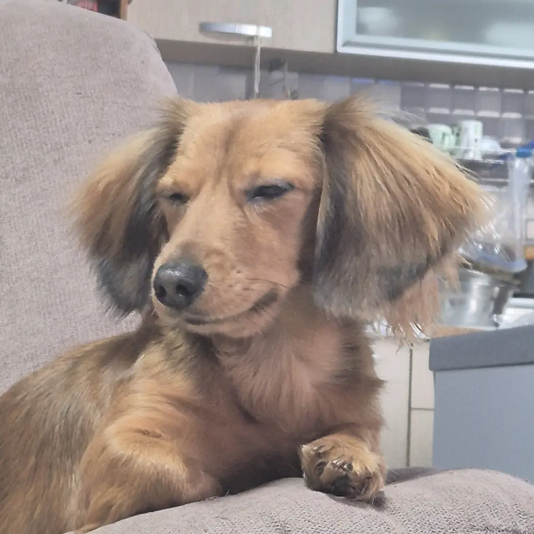 SmellySiren7364의 애교쟁이 초코🐶