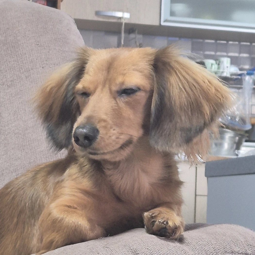 초코