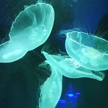 Profile image of 大森元貴