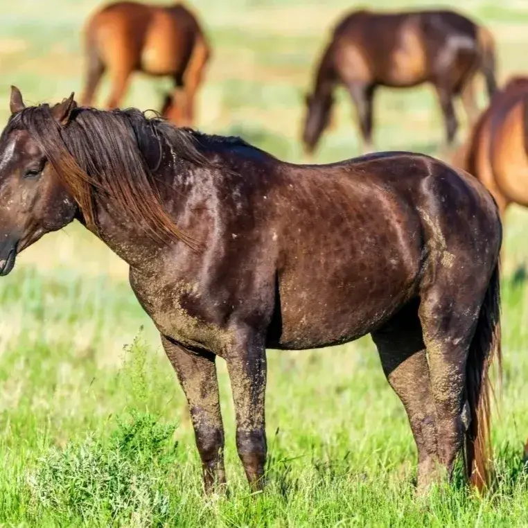 MereOkapi4327의 Horse Auction
