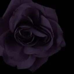 Profile image of 멜로우
