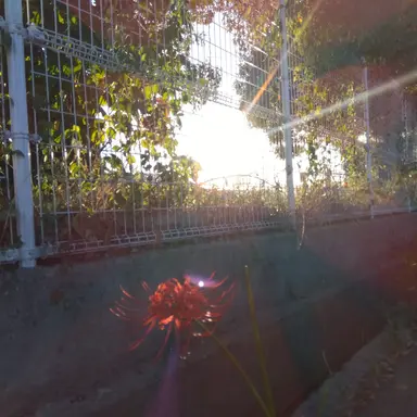 Profile image of 菜々