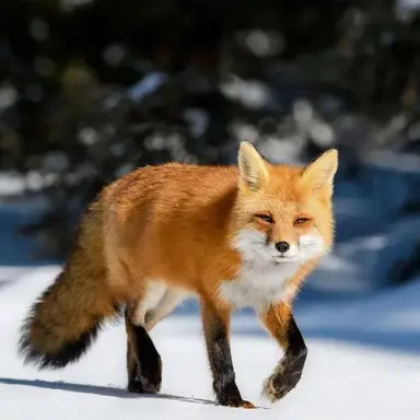 Profile image of 여우