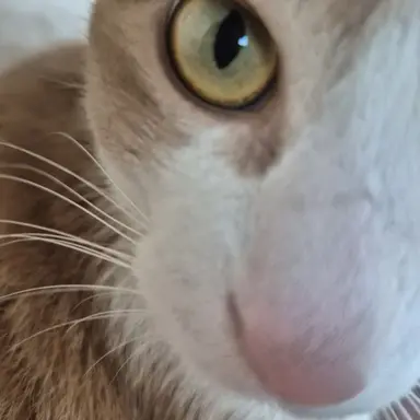 Profile image of 조현아