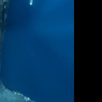 大森 元貴