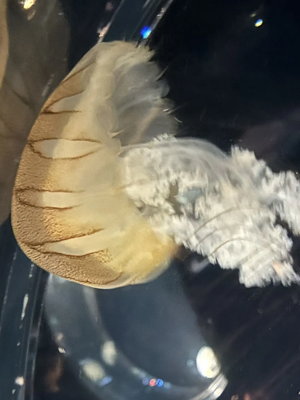 CleanBone2263의 精神病院　乃　日常
