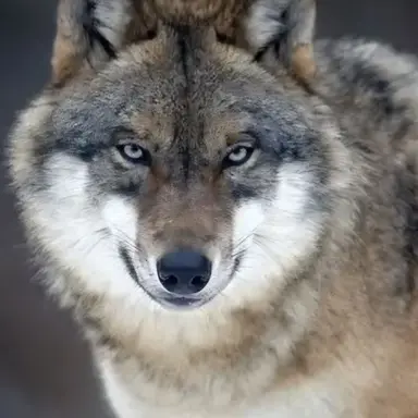 Profile image of 늑대