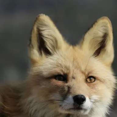 Profile image of 여우