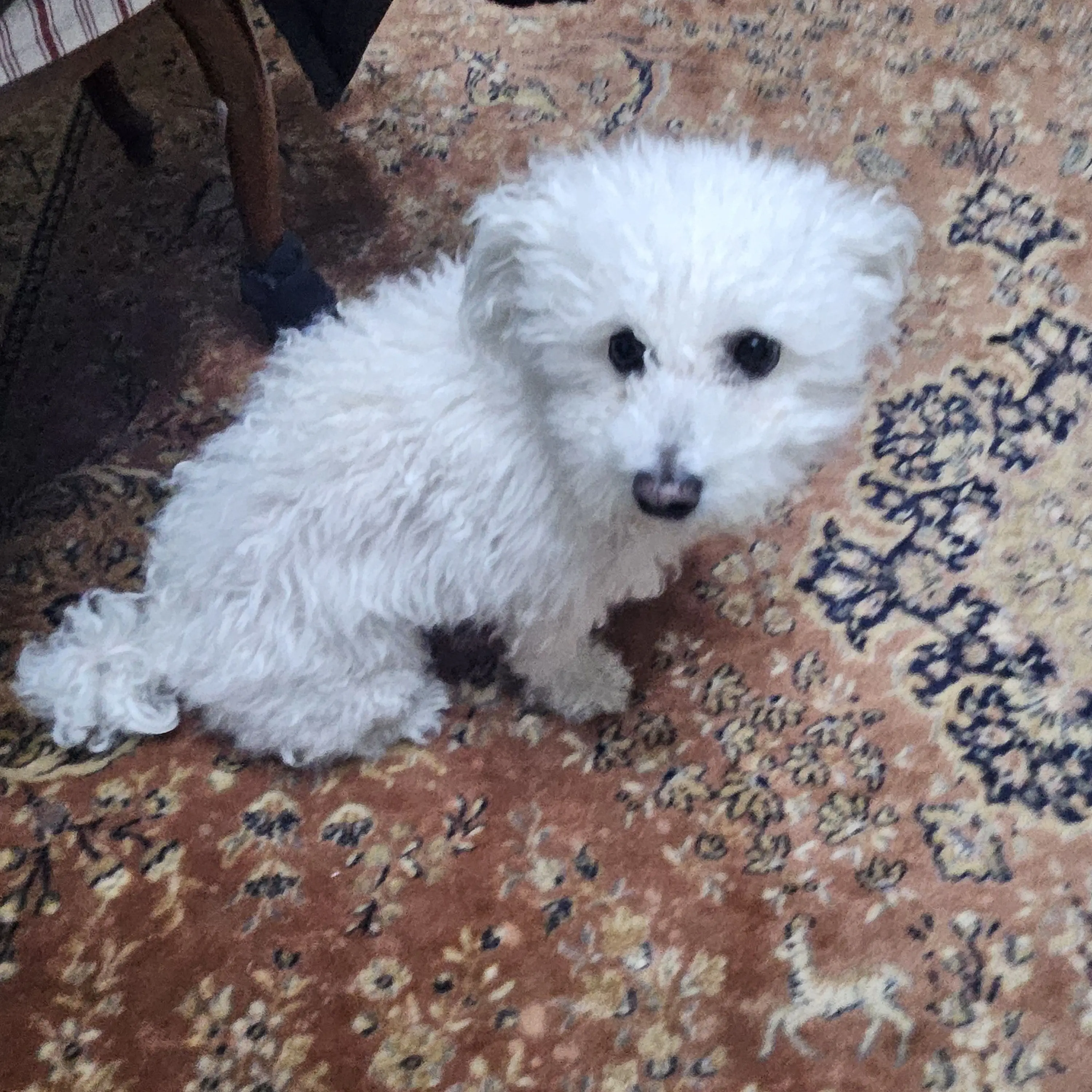 FruityDeli8164의 내가모찌엘되다!!