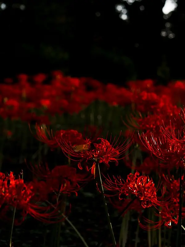 GrainyGesso2932의 もう君には逢えないようだ。