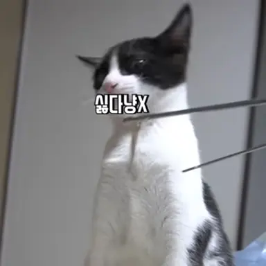 Profile image of 레오