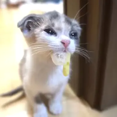 Profile image of 쿠키