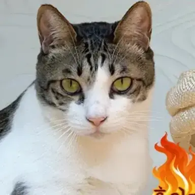 Profile image of 홍이