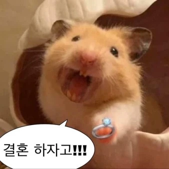 결혼 하자는 햄스터