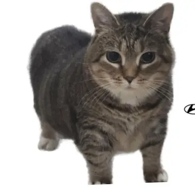 Profile image of 오이이아이오