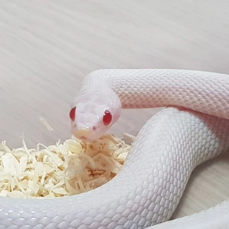 프리아