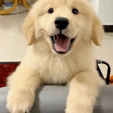 Profile image of ミンギュ