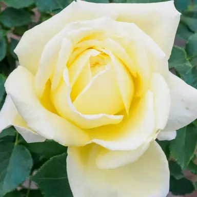 Profile image of 이솝