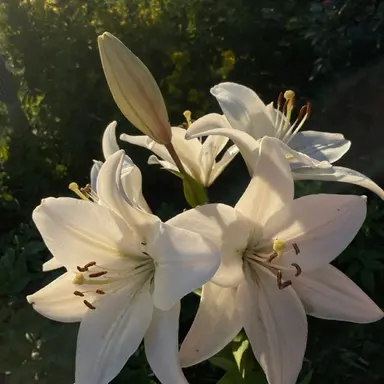 Profile image of 릴리