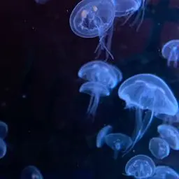 Profile image of お母さん