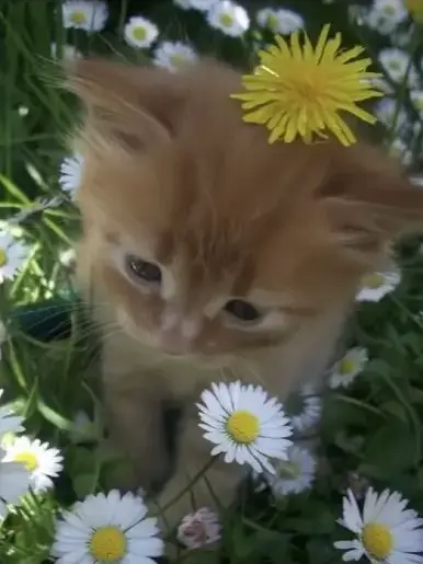 FluffyOil7153의 アイドルは、嘘でできてる。