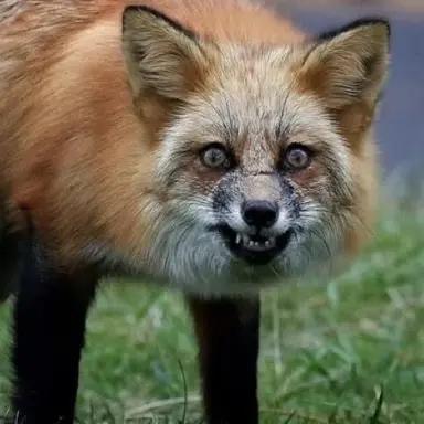 Profile image of 여우