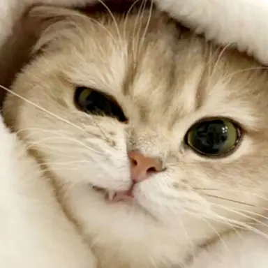 Profile image of 고양이