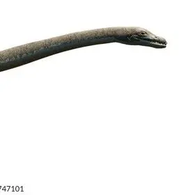 Profile image of 엘라린
