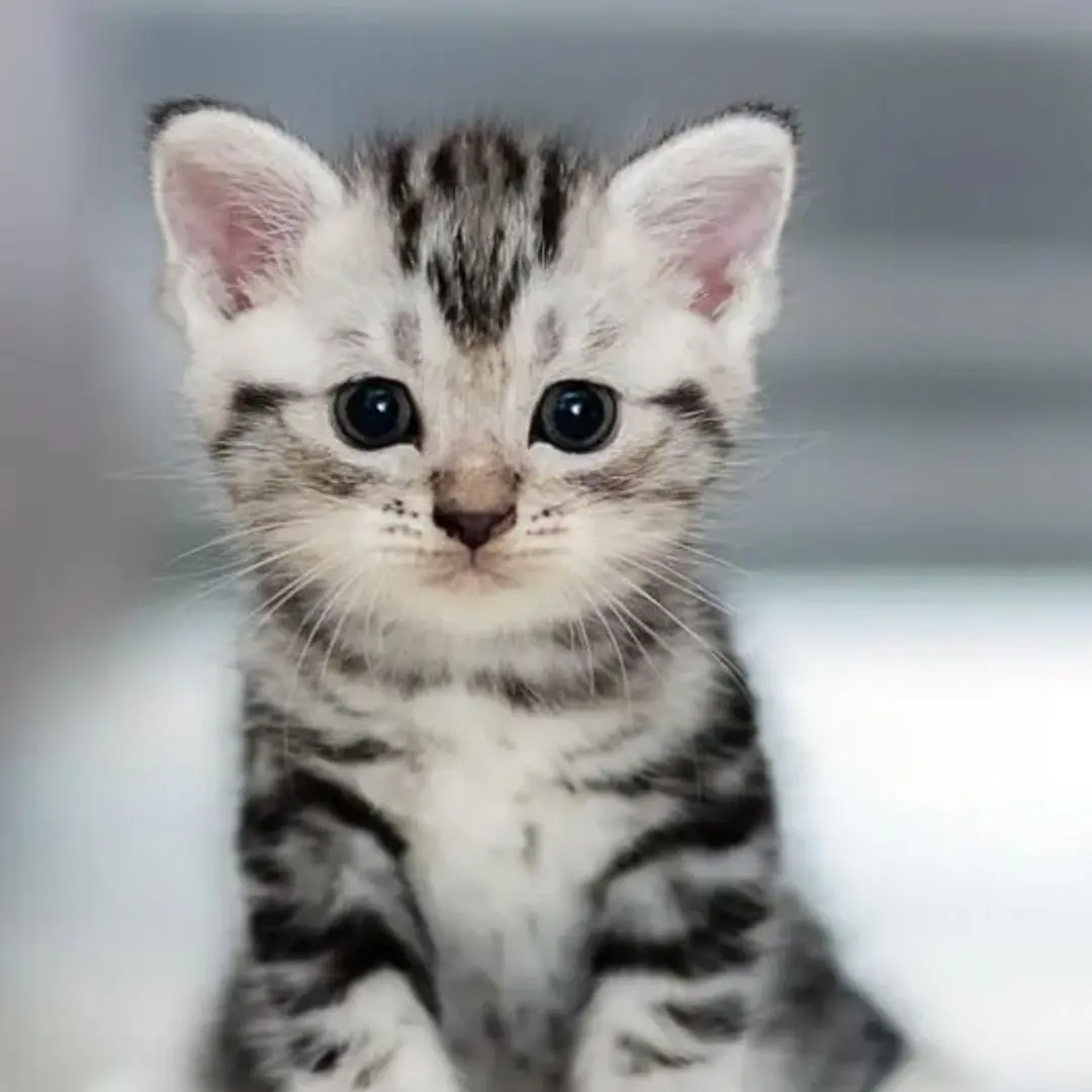 FluffyBee2165의 捨て猫が可愛すぎる