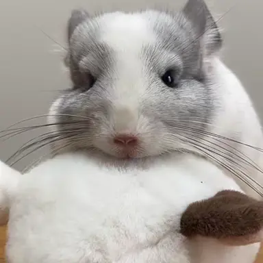 Profile image of あんな