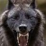 Profile image of 늑대