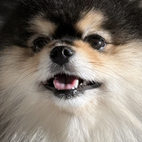 혜안 져스 귀신의 집, 여우 대표 이미지