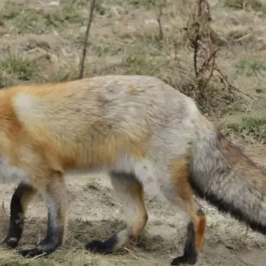 Profile image of 여우